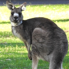 Macropus giganteus (Eastern Grey Kangaroo) at Acton, ACT - 8 Oct 2025 by HelenCross
