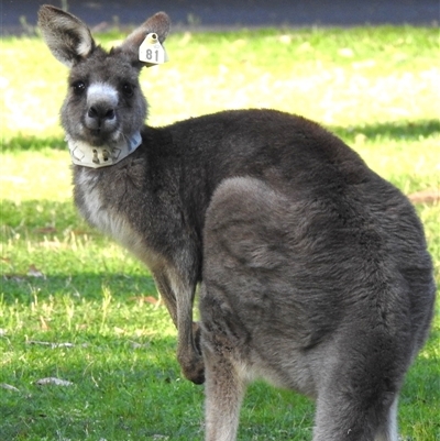 Macropus giganteus (Eastern Grey Kangaroo) at Acton, ACT - 8 Oct 2025 by HelenCross