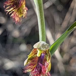 Calochilus montanus (Copper Beard Orchid) at Bruce, ACT - Yesterday by HelenCross