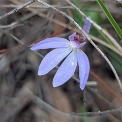 Caladenia caerulea (Blue Fingers, Blue Fairies) at Bruce, ACT - 8 Oct 2025 by HelenCross