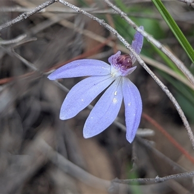 Caladenia caerulea (Blue Fingers, Blue Fairies) at Bruce, ACT - 8 Oct 2025 by HelenCross