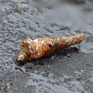 Conoeca or Lepidoscia (genera) IMMATURE at Mount Stuart, TAS - Yesterday by VanessaC