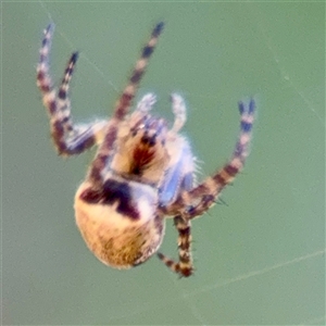 Araneus dimidiatus at Giralang, ACT - Yesterday by Hejor1