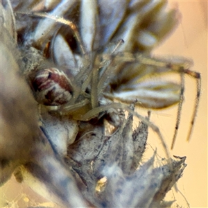 Theridion sp. (genus) at Giralang, ACT - Yesterday by Hejor1