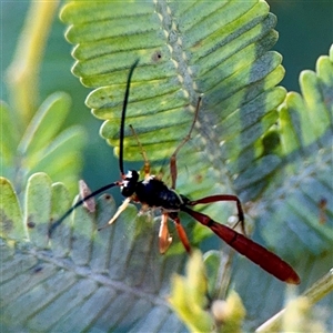 Dusona sp. (genus) at Nicholls, ACT - Yesterday by Hejor1