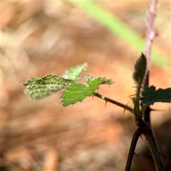 Rubus anglocandicans (Blackberry) at Nicholls, ACT - 11 Oct 2025 by Hejor1