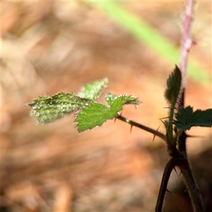 Rubus anglocandicans at Nicholls, ACT - Yesterday by Hejor1