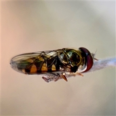 Simosyrphus grandicornis (Common hover fly) at Nicholls, ACT - 11 Oct 2025 by Hejor1