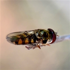 Simosyrphus grandicornis at Nicholls, ACT - Yesterday by Hejor1