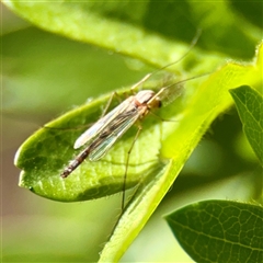 Chironomidae (family) (Non-biting Midge) at Giralang, ACT - 11 Oct 2025 by Hejor1