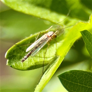 Chironomidae (family) at Giralang, ACT - Yesterday by Hejor1