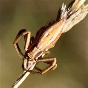 Runcinia acuminata at Giralang, ACT - Yesterday by Hejor1