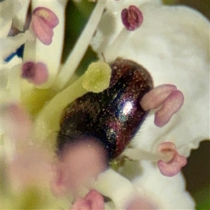 Dermestidae sp. (family) at Nicholls, ACT - Yesterday by Hejor1