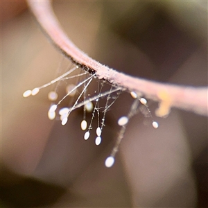 Neuroptera (order) at Giralang, ACT - Yesterday by Hejor1