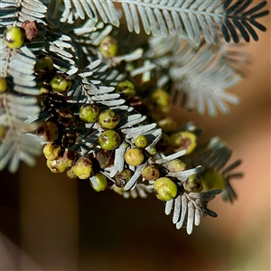 Austroacacidiplosis botrycephalae at Nicholls, ACT - Yesterday by Hejor1