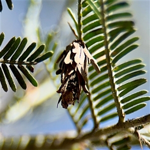 Hyalarcta huebneri at Giralang, ACT - Yesterday by Hejor1