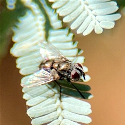 Tachinidae (family) at Giralang, ACT - 11 Oct 2025 by Hejor1