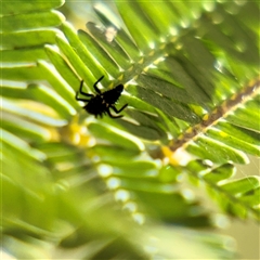 Coccinellidae (family) (Unidentified lady beetle) at Giralang, ACT - 11 Oct 2025 by Hejor1