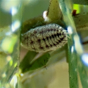 Monophlebulus sp. (genus) at Giralang, ACT - Yesterday by Hejor1