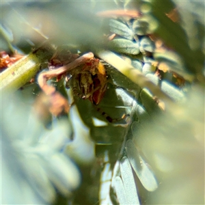 Theridion pyramidale at Giralang, ACT - Yesterday by Hejor1