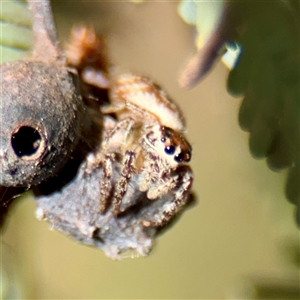Opisthoncus sp. (genus) at Nicholls, ACT - Yesterday by Hejor1