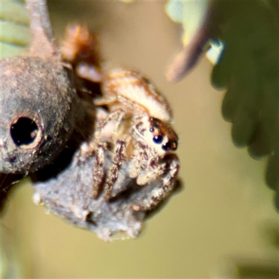 Opisthoncus sp. (genus) (Opisthoncus jumping spider) at Nicholls, ACT - 11 Oct 2025 by Hejor1