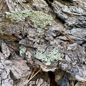 Flavoparmelia sp. at Nicholls, ACT - Yesterday by Hejor1
