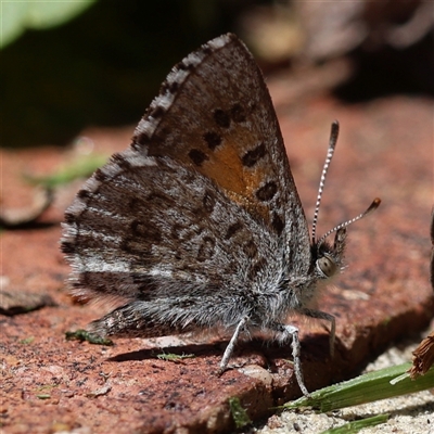 Lucia limbaria at Jerrabomberra, NSW - 11 Oct 2025 by ChrisChapman