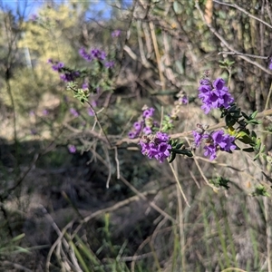Prostanthera sp. at Aranda, ACT - Yesterday by WalterEgo