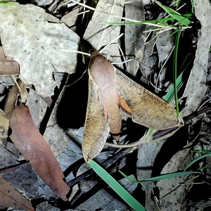 Unverified Hawk moth (Sphingidae) at Throsby, ACT - Today by Kelly123456