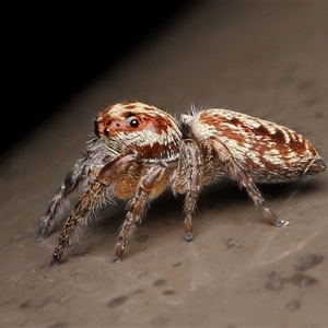 Opisthoncus sexmaculatus at Acton, ACT - 10 Oct 2025 by TimL