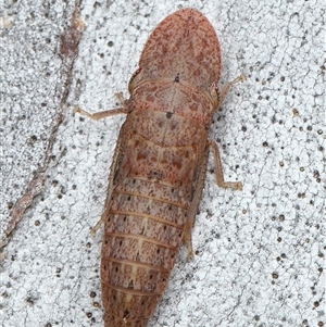 Ledromorpha planirostris at Acton, ACT - 10 Oct 2025 by TimL