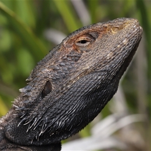 Pogona barbata at Acton, ACT - 10 Oct 2025 by TimL