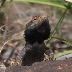 Pogona barbata at Acton, ACT - suppressed