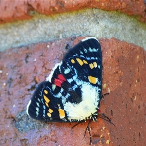 Agarista agricola (Joseph's Coat Moth) at Jamberoo, NSW - 12 Oct 2025 by plants