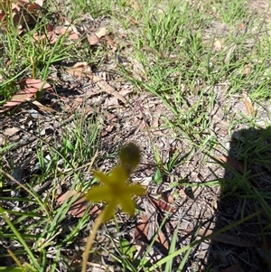 Bulbine bulbosa (Golden Lily, Bulbine Lily) at Sutton, NSW - 12 Oct 2025 by Marchien