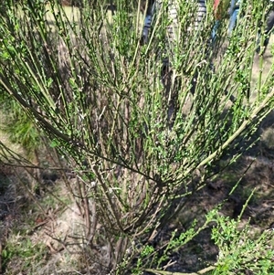 Unverified Other Wildflower or Herb at Sutton, NSW - 12 Oct 2025 by Marchien