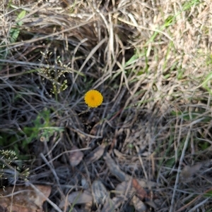 Unverified Other Wildflower or Herb at Sutton, NSW - 12 Oct 2025 by Marchien
