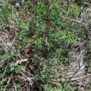 Hypericum perforatum at Sutton, NSW - 12 Oct 2025 by Marchien