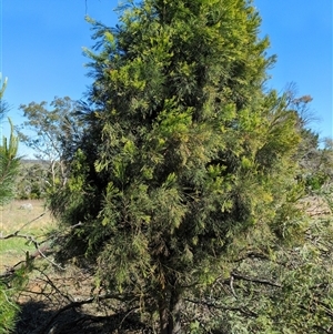 Exocarpos cupressiformis (Cherry Ballart) at Sutton, NSW - 12 Oct 2025 by Marchien