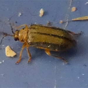 Xanthogaleruca luteola (Elm leaf beetle) at Queanbeyan, NSW - 11 Oct 2025 by Paul4K