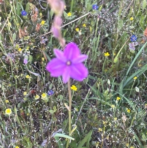 Arthropodium fimbriatum at Burra Creek, NSW - 11 Oct 2025 by SuePolsen