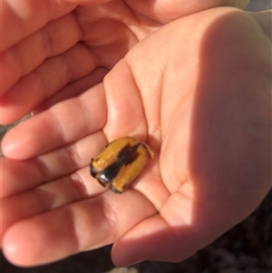 Chondropyga dorsalis (Cowboy beetle) at Chifley, ACT - 12 Oct 2025 by Sar
