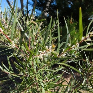 Hakea (genus) at Sutton, NSW - 12 Oct 2025 by Marchien