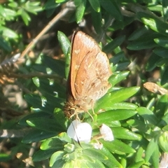 Ocybadistes walkeri at East Ballina, NSW - 28 Sep 2025 by Christine