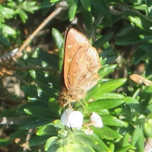 Ocybadistes walkeri at East Ballina, NSW - 28 Sep 2025 by Christine