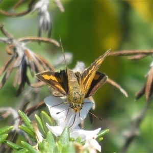 Ocybadistes walkeri at East Ballina, NSW - 28 Sep 2025 by Christine