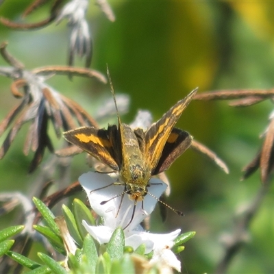 Ocybadistes walkeri at East Ballina, NSW - 28 Sep 2025 by Christine