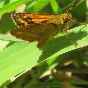 Ocybadistes walkeri at Ballina, NSW - 29 Sep 2025 by Christine