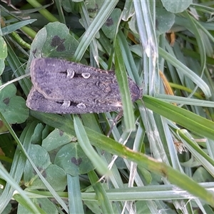 Agrotis infusa (Bogong Moth, Common Cutworm) at Hackett, ACT - 12 Oct 2025 by UserYYUcWrIf